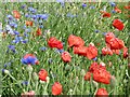 TQ0251 : Bushy Hill - Wild Flowers by Colin Smith