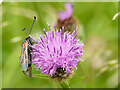 Insect on knapweed, Raw Nook nature reserve