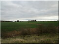 Fields reclaimed from Staple Quarry