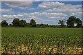 Maize field off Walk Farm Road, Tunstall