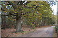 Tunstall Forest: track towards the edge of the forest, at Heath Cottages