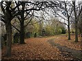 Late Autumn leaves in Attercliffe Cemetery