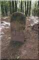 Old Boundary Marker in Beacon Hill Wood