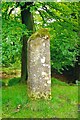 Old Boundary Marker in Beacon Hill Wood