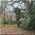 Derelict sheds at Standen Wood