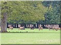 Deer - Bridwell Park