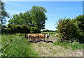 Cattle near Holme Farm