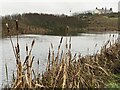 Pond and reeds