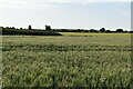 Field of wheat