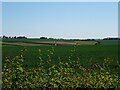 Crop field near High Barn Farm