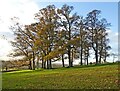 Copse on Perridge Hill