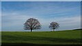 Winter trees on a ridge