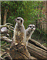 ST5781 : Meerkats, Wild Place by Derek Harper