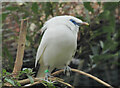 Bali starling, Wild Place