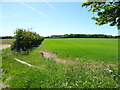 Crop field and hedgerow beside drain