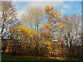 Autumn colour in Charlton Brook