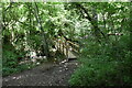 Footbridge in the woods