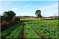 Fields near Astley Cross, Worcs