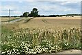 TM2152 : Wheat field ready for harvest, Market Hill, Grundisburgh by Simon Mortimer