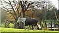 Horse near Little Bylsborough