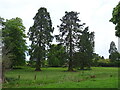 Grazing and trees, Grimblethorpe