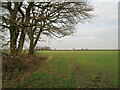 Autumn sown crop off Moor Lane