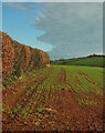 Winter crop above Capton Bridge