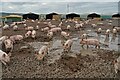 SK6675 : Pig farming at Apley Head Farm by Neil Theasby