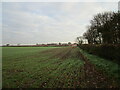 Autumn sown crop