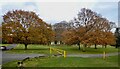 End of November but still retaining most of their leaves - trees in Donard Park