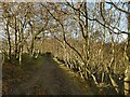 Path along the top of Gill Brow