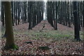 Tree rows at Acorn Ground