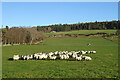 Fields near Smallburn