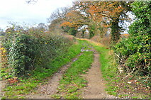 ST8280 : Old Lane, Littleton Drew, Wiltshire 2020 by Ray Bird