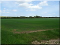 TF1878 : Crop field off Roman Road by JThomas