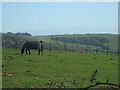 Pasture on Hellenge Hill