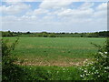 Crop field near Hatton