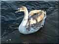 NZ2770 : Mute Swan Cygnet, Killingworth Lake by Geoff Holland