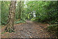 Footpath in the woods