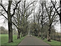 TF6219 : A dank day in The Walks, King's Lynn by Richard Humphrey