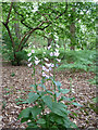 Pale flowered foxglove, Fittleworth Common