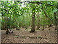 Woodland, Fittleworth Common