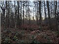 TF0820 : Winter woodland by Bob Harvey