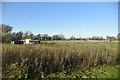 Farmland by Thetford Rd