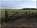 Field by the Fordham Plantation