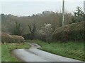 Blossom on Gill Lane, Kearby