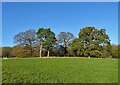 Trees near Babworth Home Farm