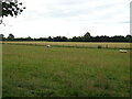 Sheep grazing near The Neuk, Kirkby Fleetham