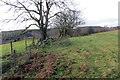 Ffin derfyn cae ger Bryn-eithin / Field boundary near Bryn-eithin