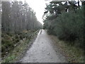 Path in Culloden Forest